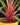 Cordyline australis 'Magic Star'