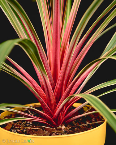 Cordyline australis 'Magic Star'