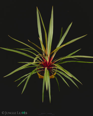 Cordyline australis 'Magic Star'