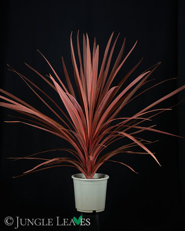 Cordyline australis ‘Red Star’