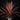 Cordyline australis ‘Red Star’