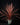 Cordyline australis ‘Red Star’