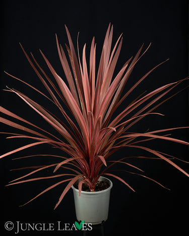 Cordyline australis ‘Red Star’
