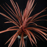 Cordyline australis ‘Red Star’