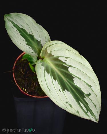 Cornukaempferia aurantiiflora 'Jungle Silver'