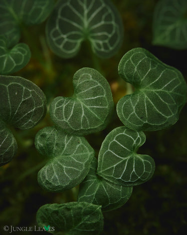 Corybas geminigibbus