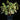 Costus arabicus 'Variegata'