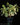 Costus arabicus 'Variegata'