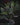 Costus erythrophyllus