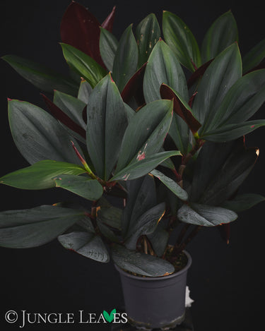 Costus erythrophyllus