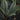 Costus erythrophyllus