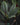 Costus erythrophyllus