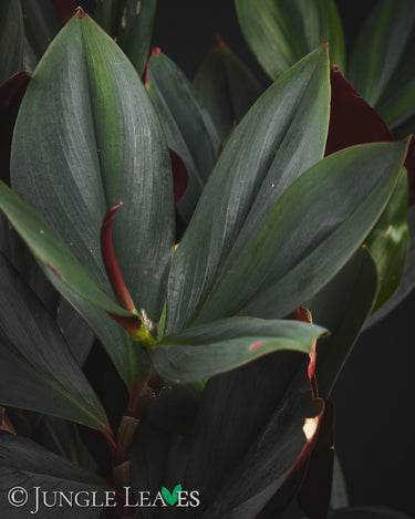 Costus erythrophyllus