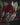 Costus erythrophyllus