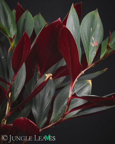 Costus erythrophyllus