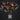 Costus erythrophyllus