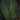 Costus erythrophyllus