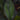 Costus erythrophyllus