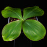 Costus spectabilis
