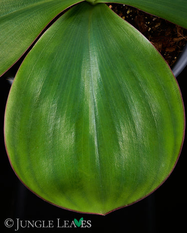 Costus spectabilis