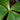 Costus spectabilis