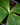Costus spectabilis
