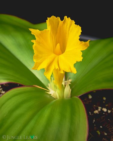 Costus spectabilis