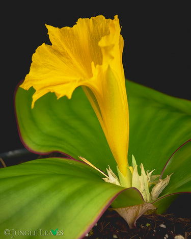 Costus spectabilis