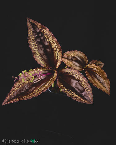Crepidium (Malaxis) calophyllum