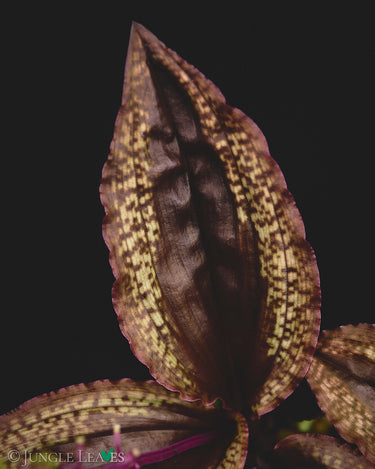 Crepidium (Malaxis) calophyllum