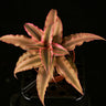 Cryptanthus bivittatus Pink Starlite' S