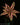 Cryptanthus bivittatus Pink Starlite' L