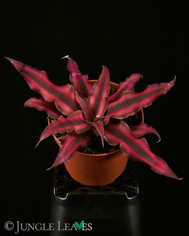 Cryptanthus bivittatus 'Red Star' L