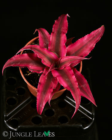 Cryptanthus bivittatus Rubin Star' S