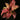 Cryptanthus bivittatus 'Strawberry Flambee'
