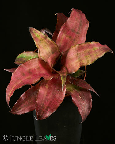 Cryptanthus bivittatus 'Strawberry Flambee'
