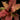 Cryptanthus bivittatus 'Strawberry Flambee'