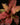 Cryptanthus bivittatus 'Strawberry Flambee'