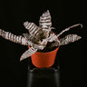 Cryptanthus zonatus