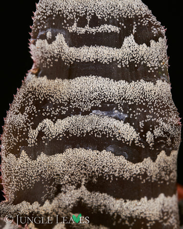 Cryptanthus zonatus