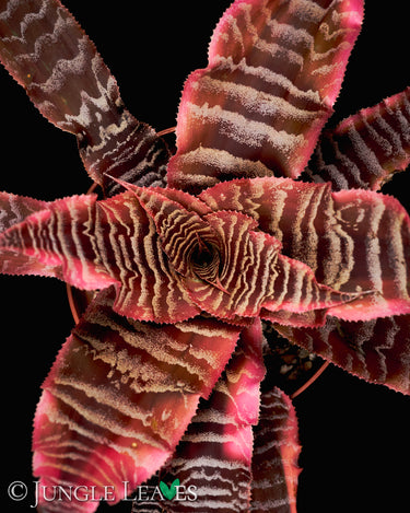 Cryptanthus zonatus 'Elaine'