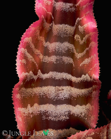 Cryptanthus zonatus 'Elaine'