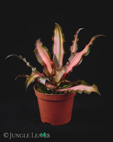 Cryptanthus arelii 'Ti'