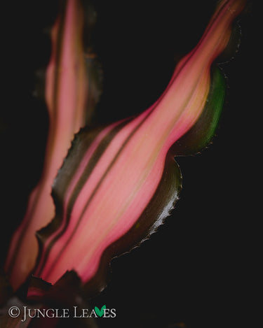 Cryptanthus arelii 'Ti'