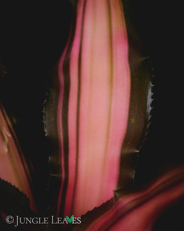 Cryptanthus arelii 'Ti'