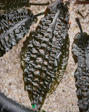 Cryptocoryne striolata