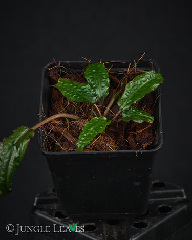 Cryptocoryne striolata