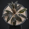 Cryptocoryne striolata