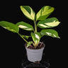 Ctenanthe 'Golden Mosaic'