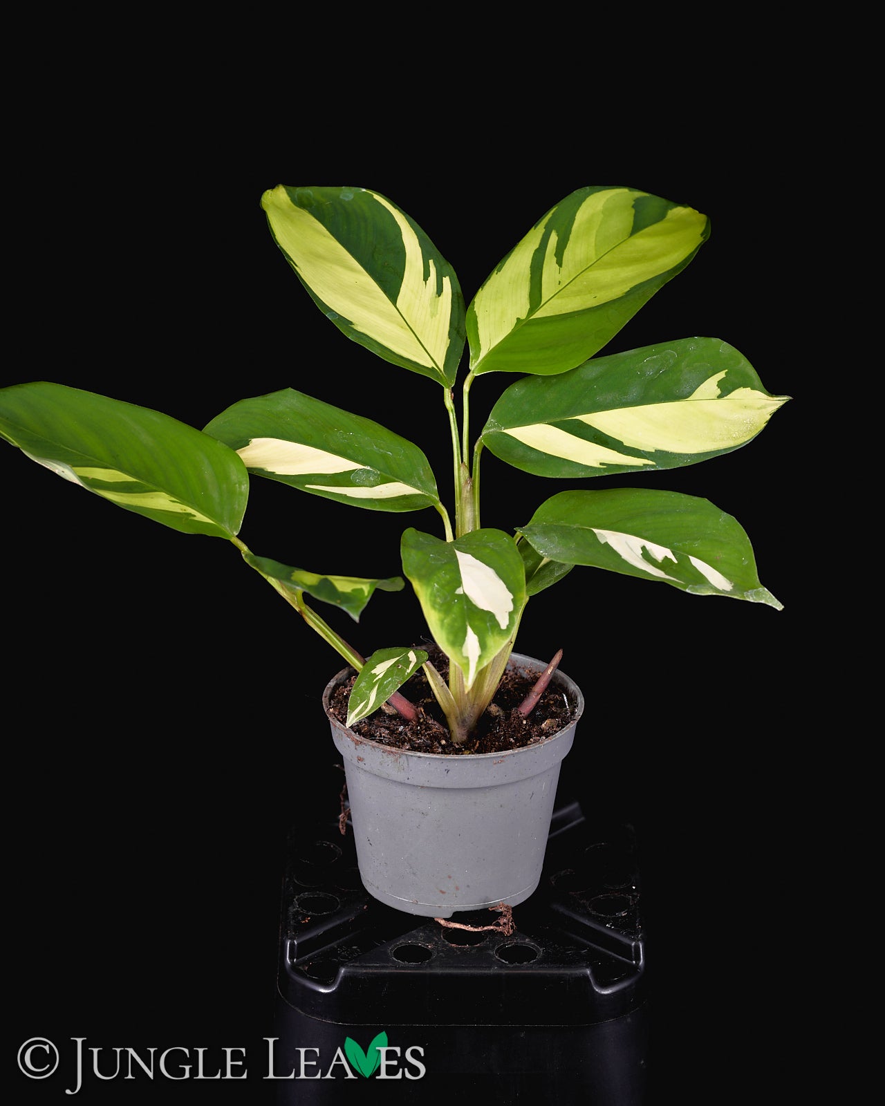 Ctenanthe pilosa 'Golden Mosaic' €4.99 - €29.99